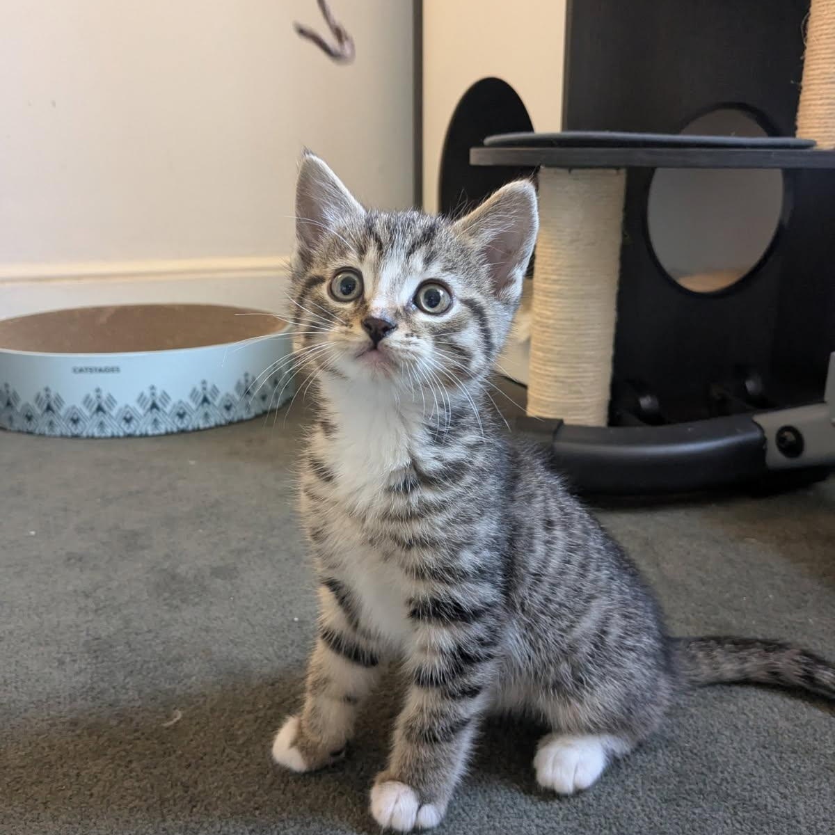 Enlarge Sam Bridges, a ADOPTABLE Domestic Short Hair in Johnson City, TN image 1/1