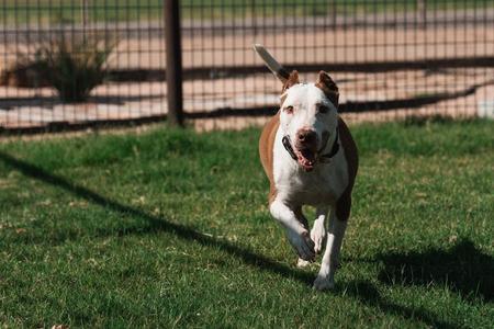 Pearl, adopted, Senior Female Pit Bull Terrier.