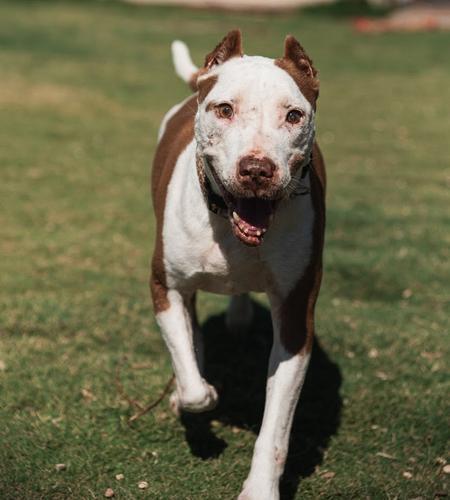 Enlarge Pearl, an adopted Pit Bull Terrier in Lubbock, TX image 2/5