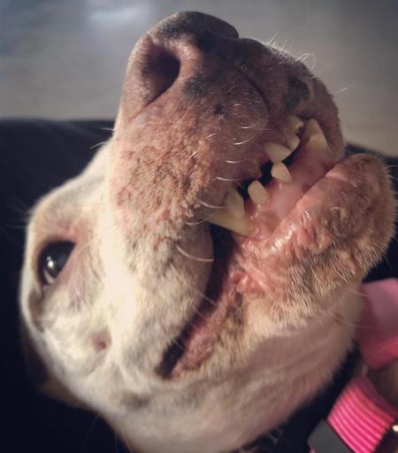 Enlarge Pearl, an adopted Pit Bull Terrier in Lubbock, TX image 3/5