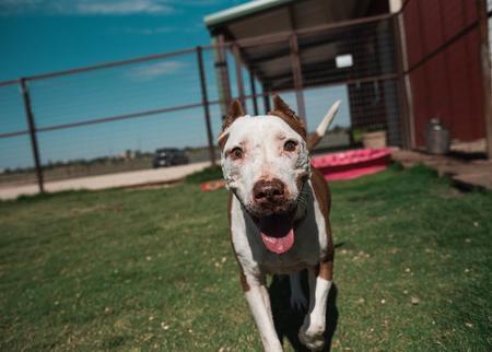 Enlarge Pearl, an adopted Pit Bull Terrier in Lubbock, TX image 4/5