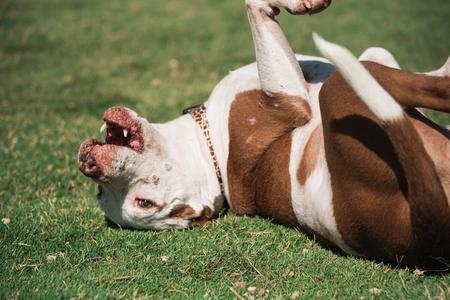 Enlarge Pearl, an adopted Pit Bull Terrier in Lubbock, TX image 5/5