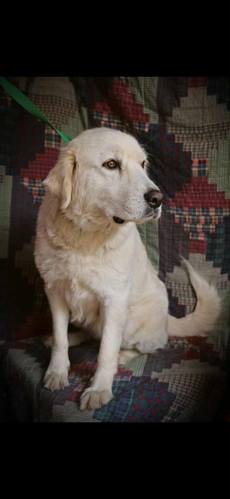 Tish, Adoptable, Adult Female Great Pyrenees.