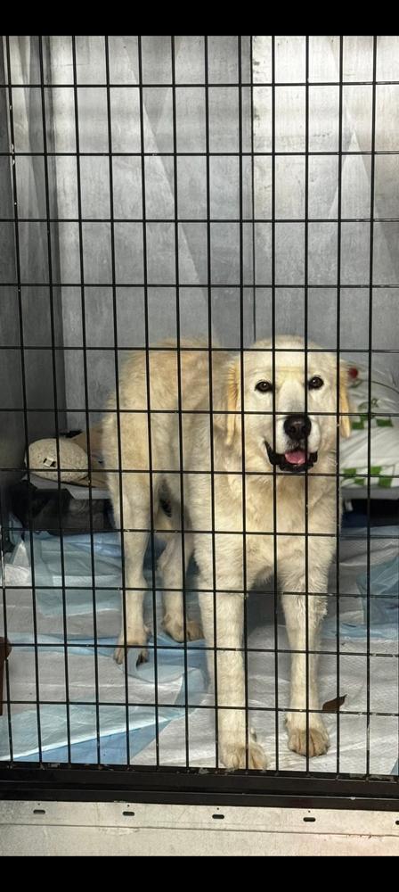Tish, a Adoptable Great Pyrenees in Statesville, NC image 2/2