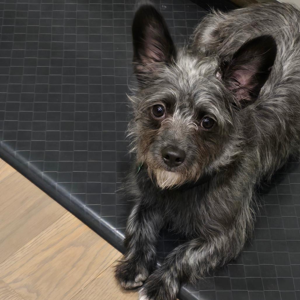 Oscar, a Adoptable mixed breed in Houston, TX image 2/6