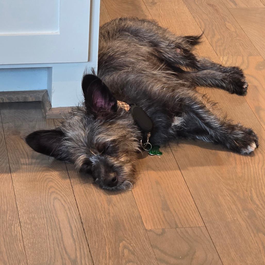 Oscar, a Adoptable mixed breed in Houston, TX image 3/6