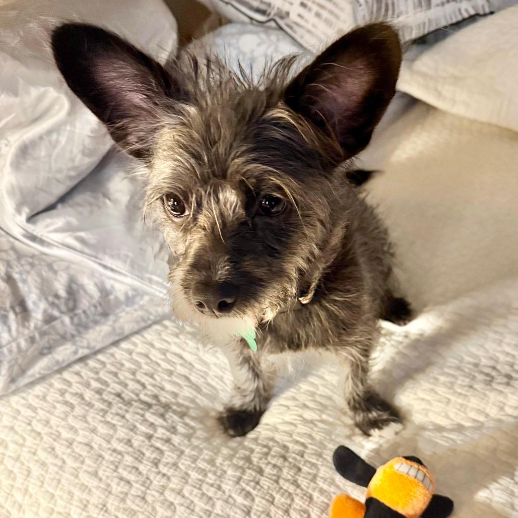 Oscar, a Adoptable mixed breed in Houston, TX image 4/6