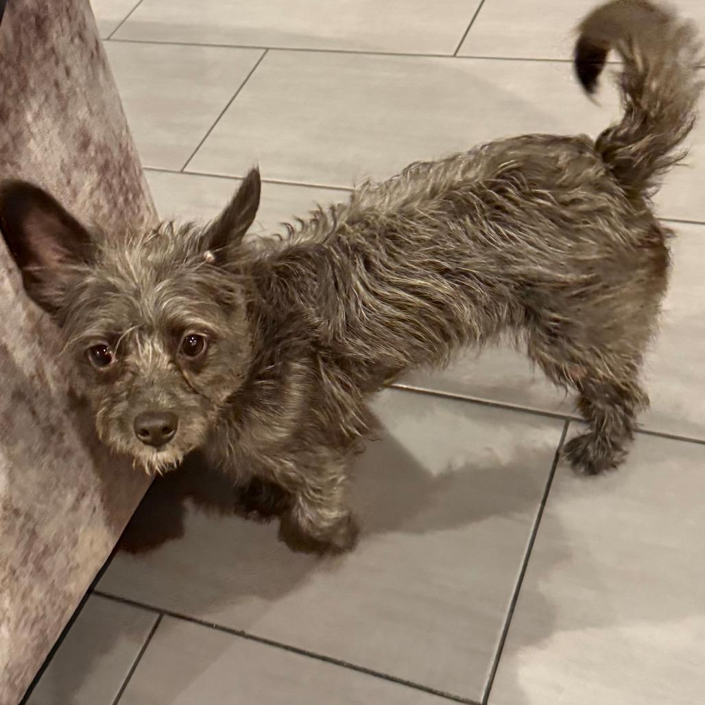 Oscar, a Adoptable mixed breed in Houston, TX image 5/6