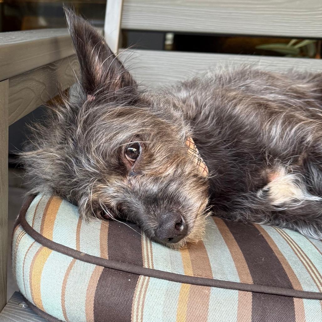 Oscar, a Adoptable mixed breed in Houston, TX image 5/6