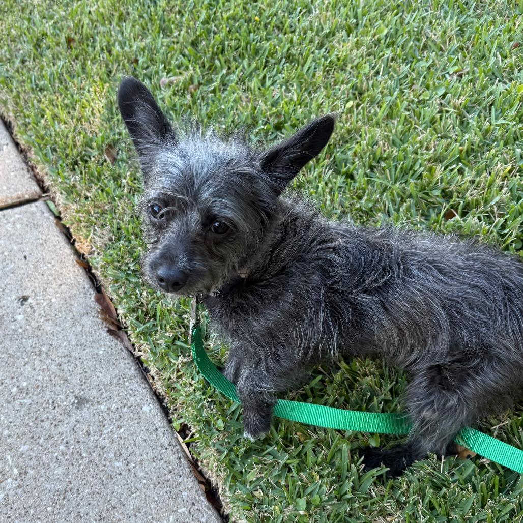 Oscar, a Adoptable mixed breed in Houston, TX image 6/6