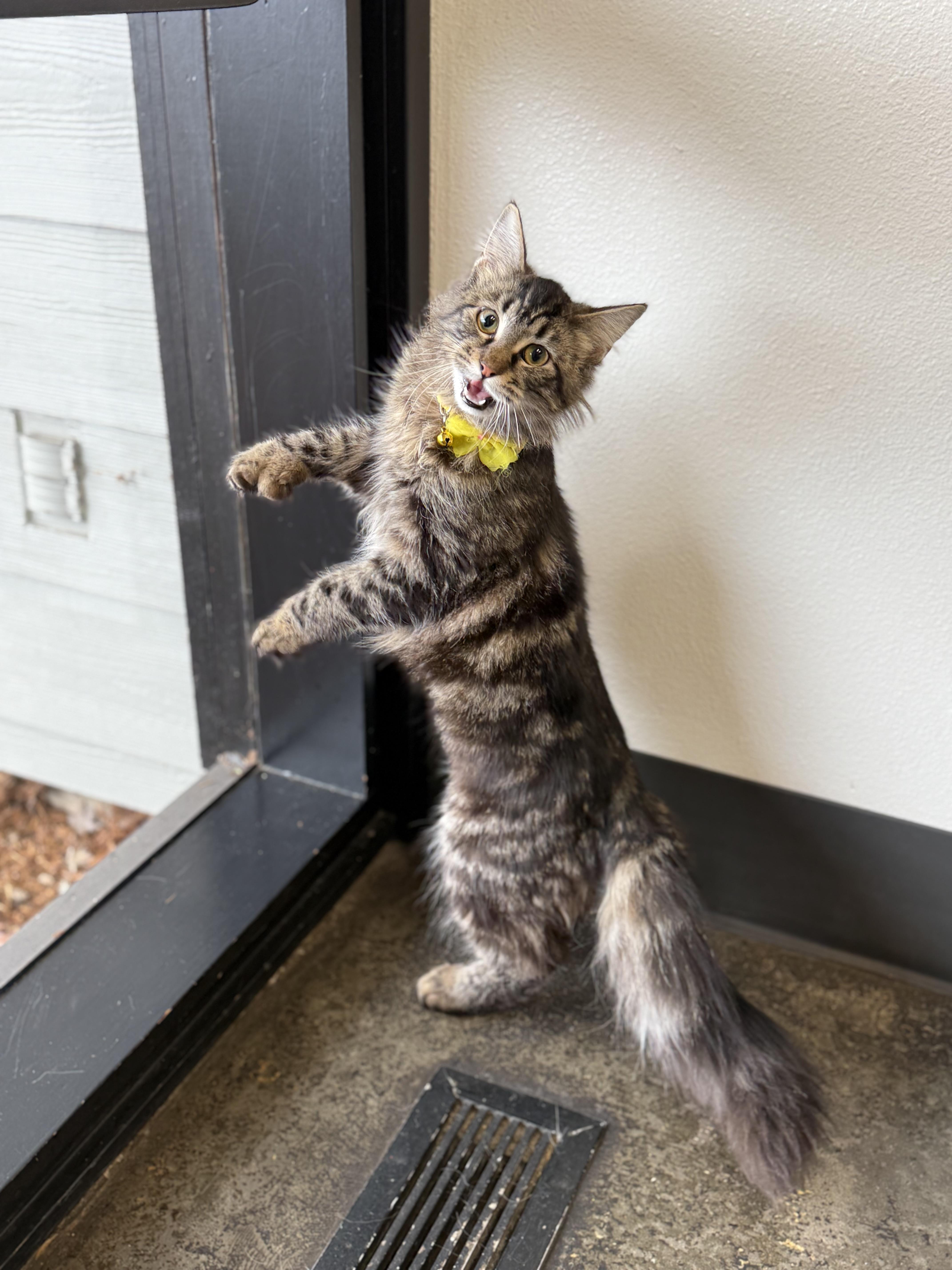 Enlarge Glenda - polydactyl, an adopted Domestic Long Hair in Portland, OR image 3/4
