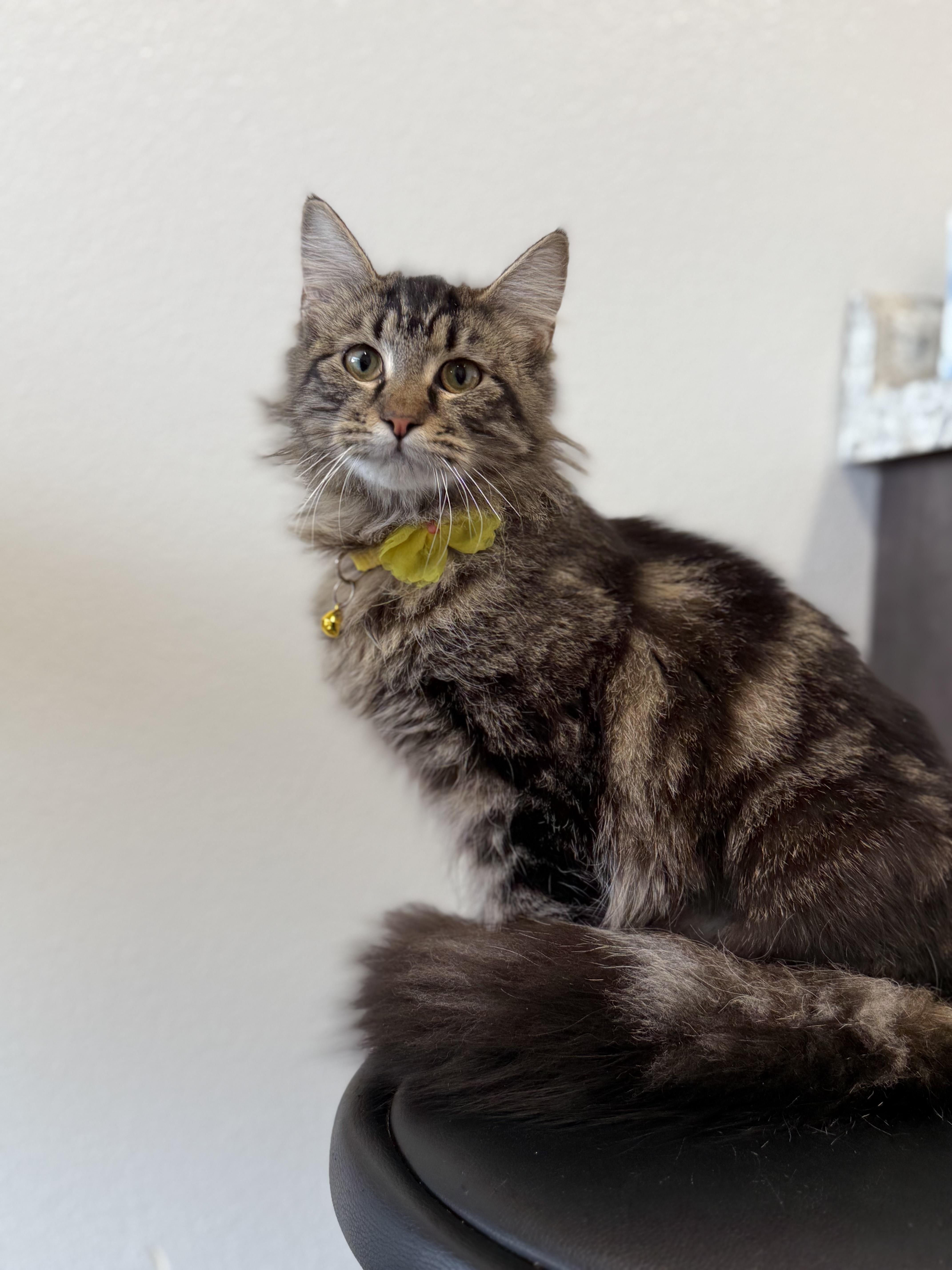 Enlarge Glenda - polydactyl, an adopted Domestic Long Hair in Portland, OR image 4/4