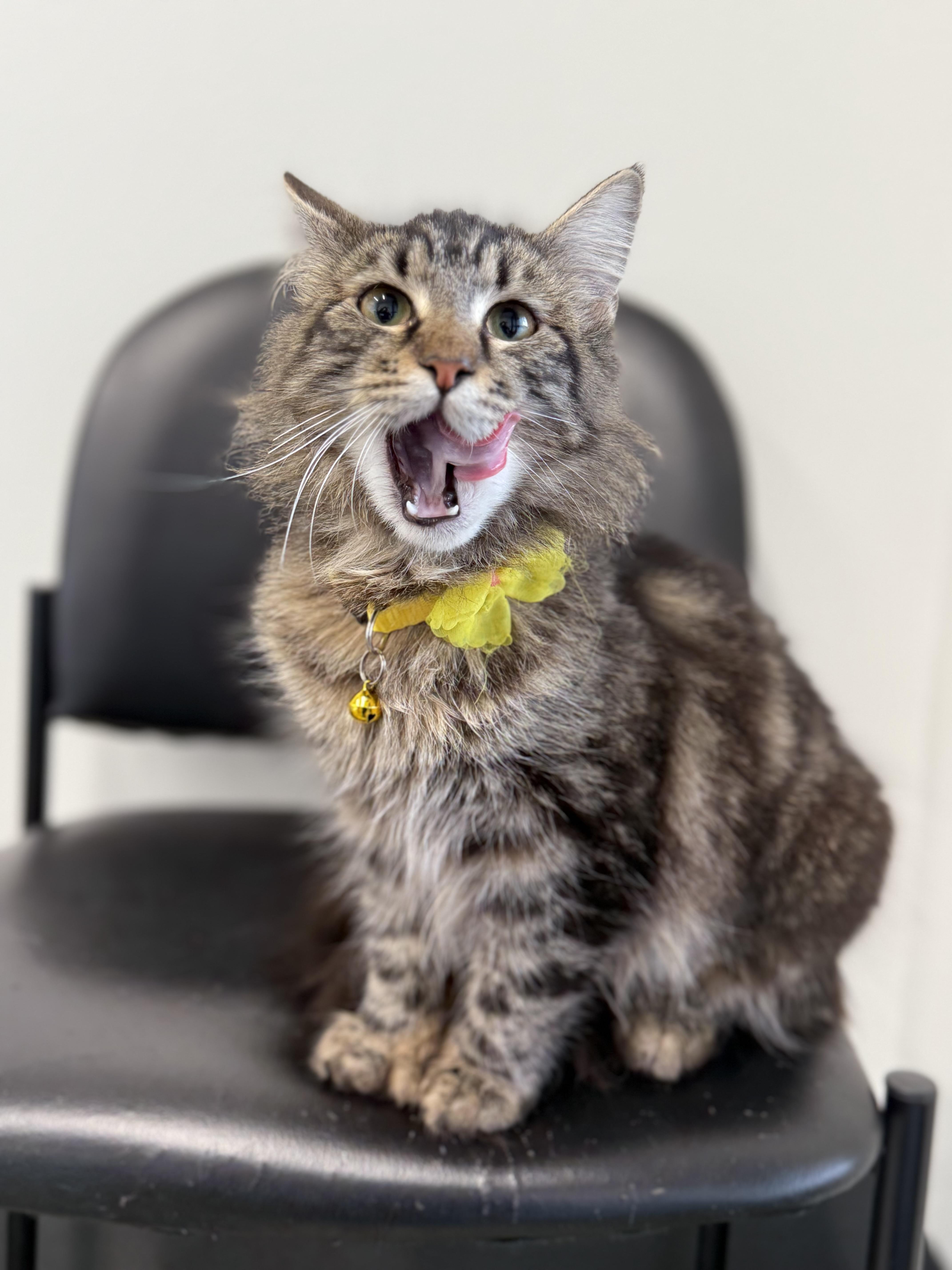 Enlarge Glenda - polydactyl, an adopted Domestic Long Hair in Portland, OR image 1/4
