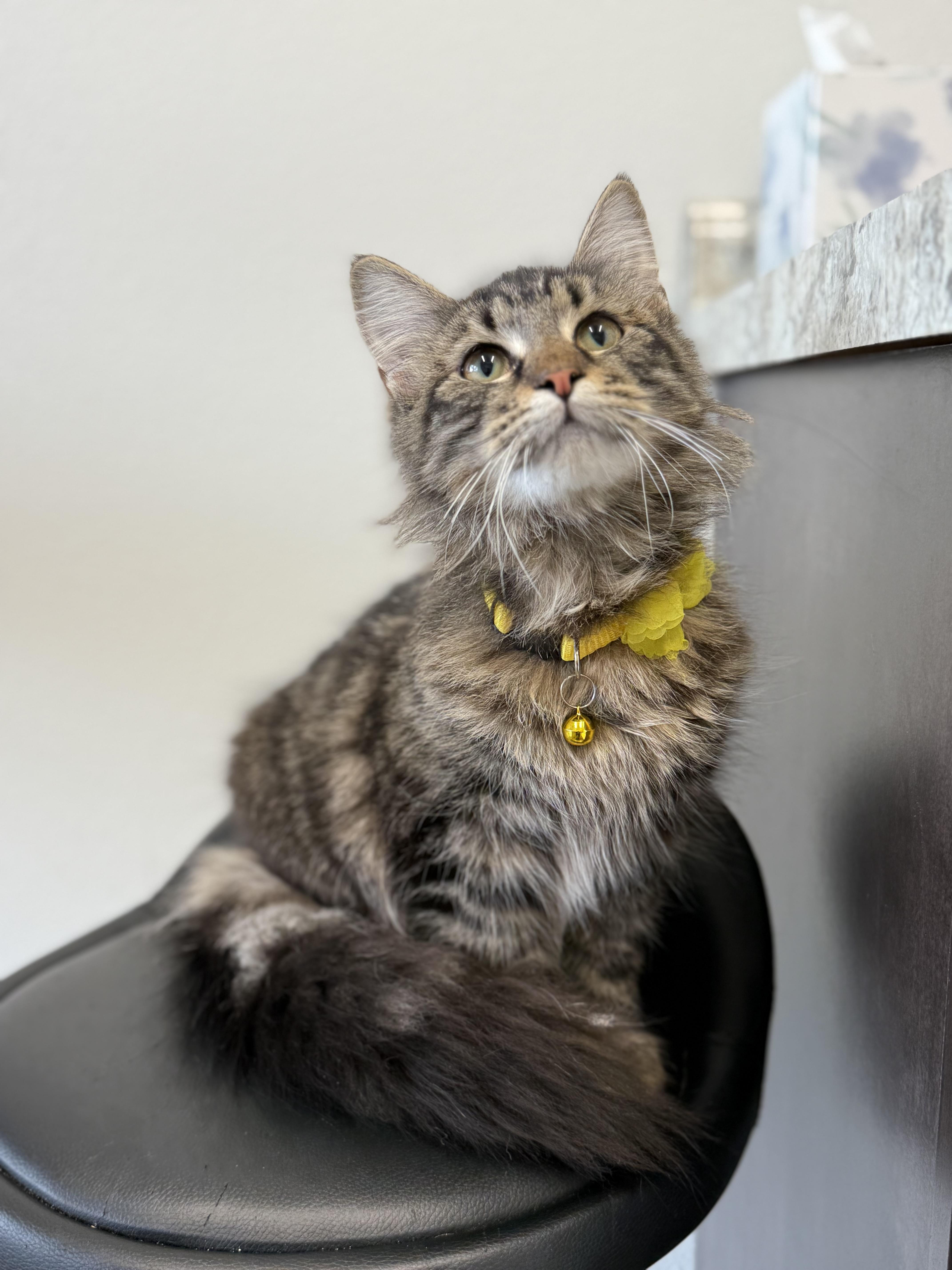 Enlarge Glenda - polydactyl, an adopted Domestic Long Hair in Portland, OR image 2/4