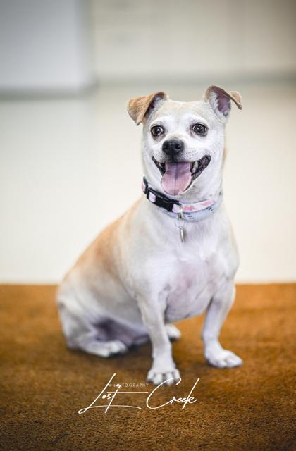 Lizzy, a Adoptable mixed breed in Kalispell, MT image 3/3