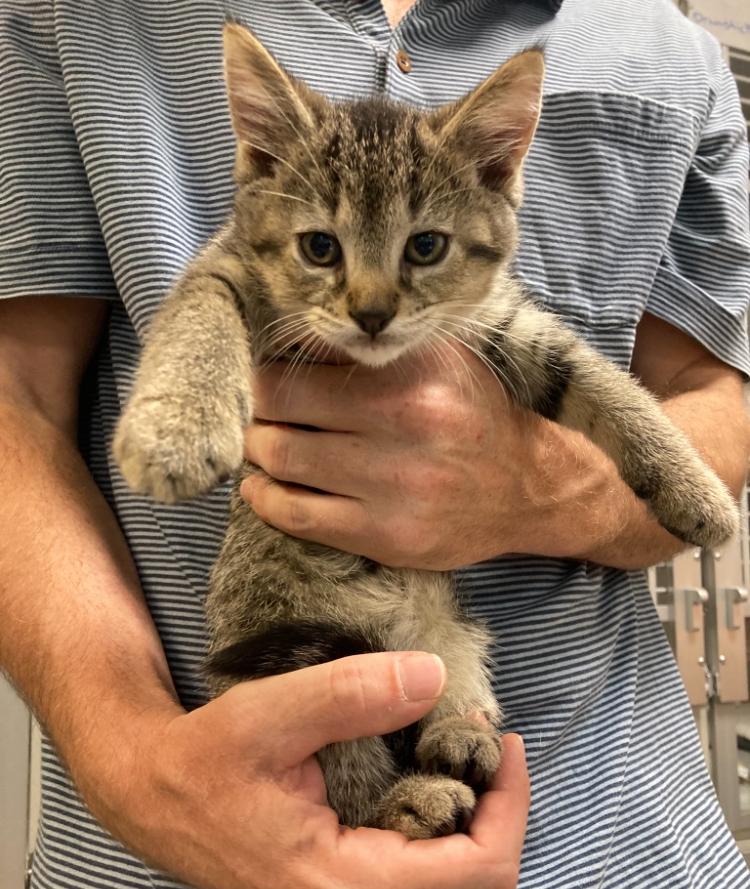 Squirrely, Adoptable, Kitten Male Domestic Short Hair.