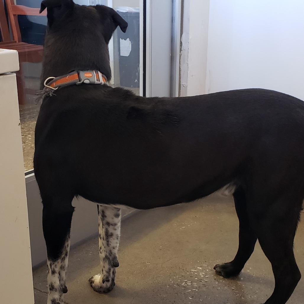 Enlarge Cheesecake, a Adoptable mixed breed in Vinita, OK image 2/5