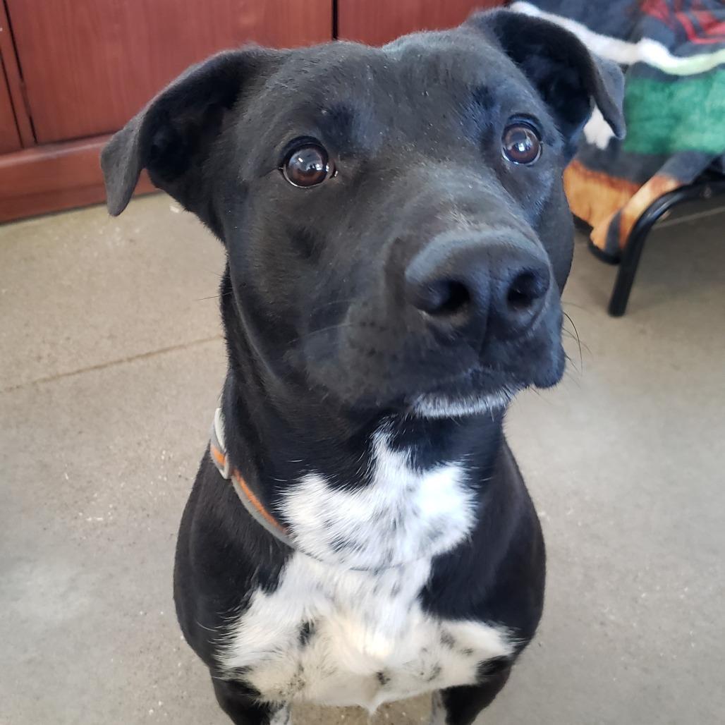 Enlarge Cheesecake, a Adoptable mixed breed in Vinita, OK image 3/5