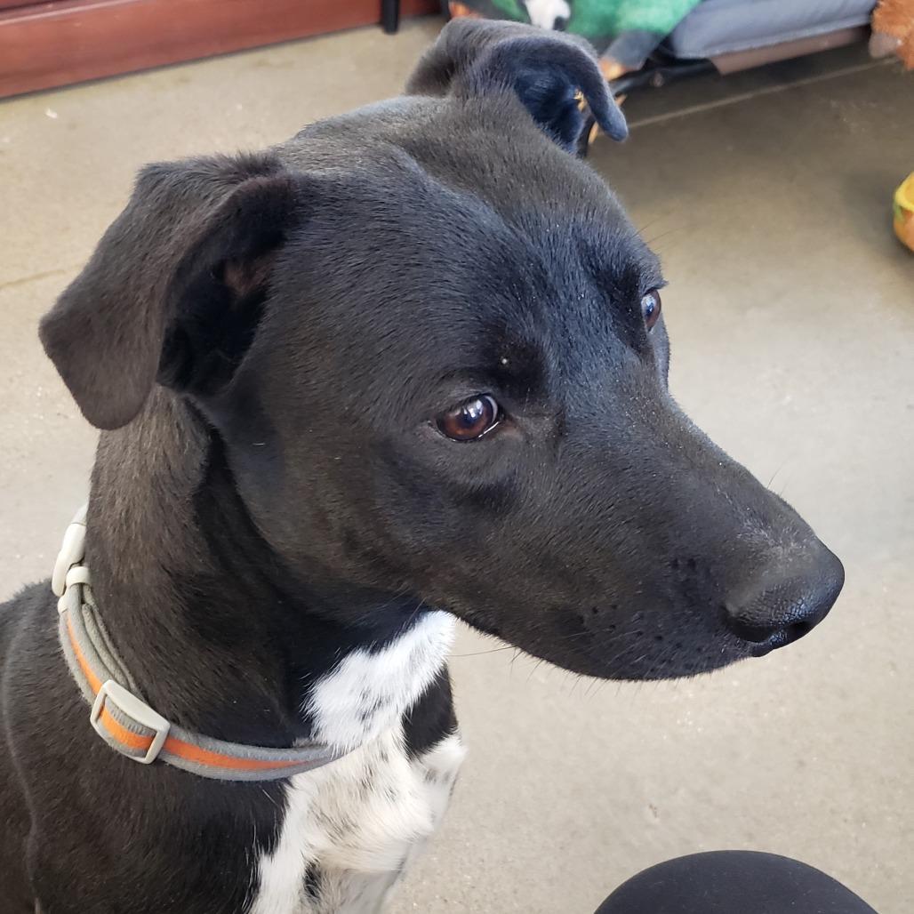 Enlarge Cheesecake, a Adoptable mixed breed in Vinita, OK image 4/5