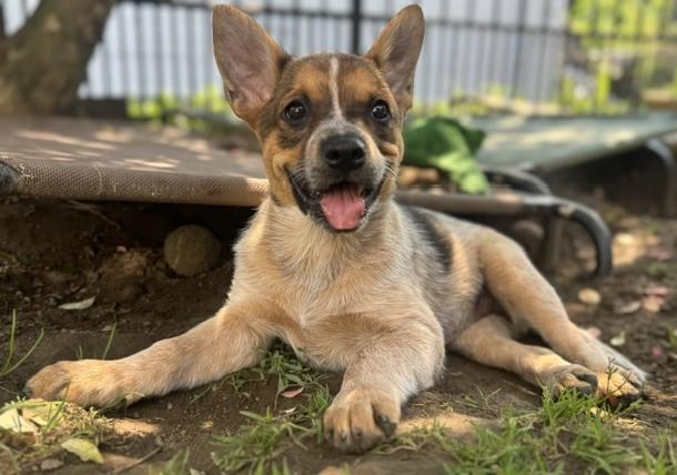 Brown Sugar, a Adoptable mixed breed in Albany, NY image 3/6