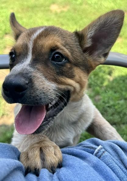 Brown Sugar, a Adoptable mixed breed in Albany, NY image 6/6