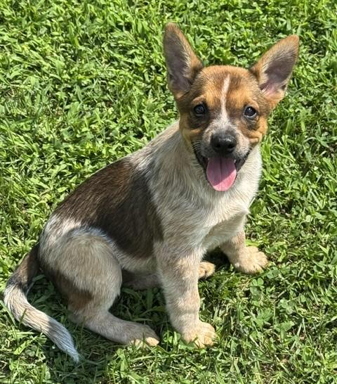 Brown Sugar, a Adoptable mixed breed in Albany, NY image 2/6