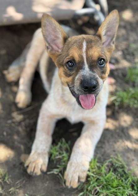 Brown Sugar, a Adoptable mixed breed in Albany, NY image 5/6