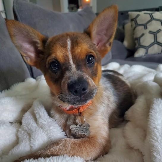 Brown Sugar, a Adoptable mixed breed in Albany, NY image 4/6