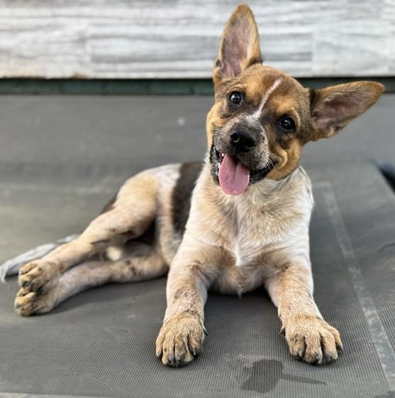Brown Sugar, a Adoptable mixed breed in Albany, NY image 1/6