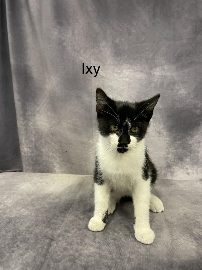 Enlarge Ixy, a Adopted mixed breed in Pittsfield, IL image 1/1
