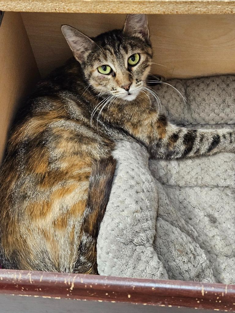Betsy, Adoptable, Young Female Torbie.