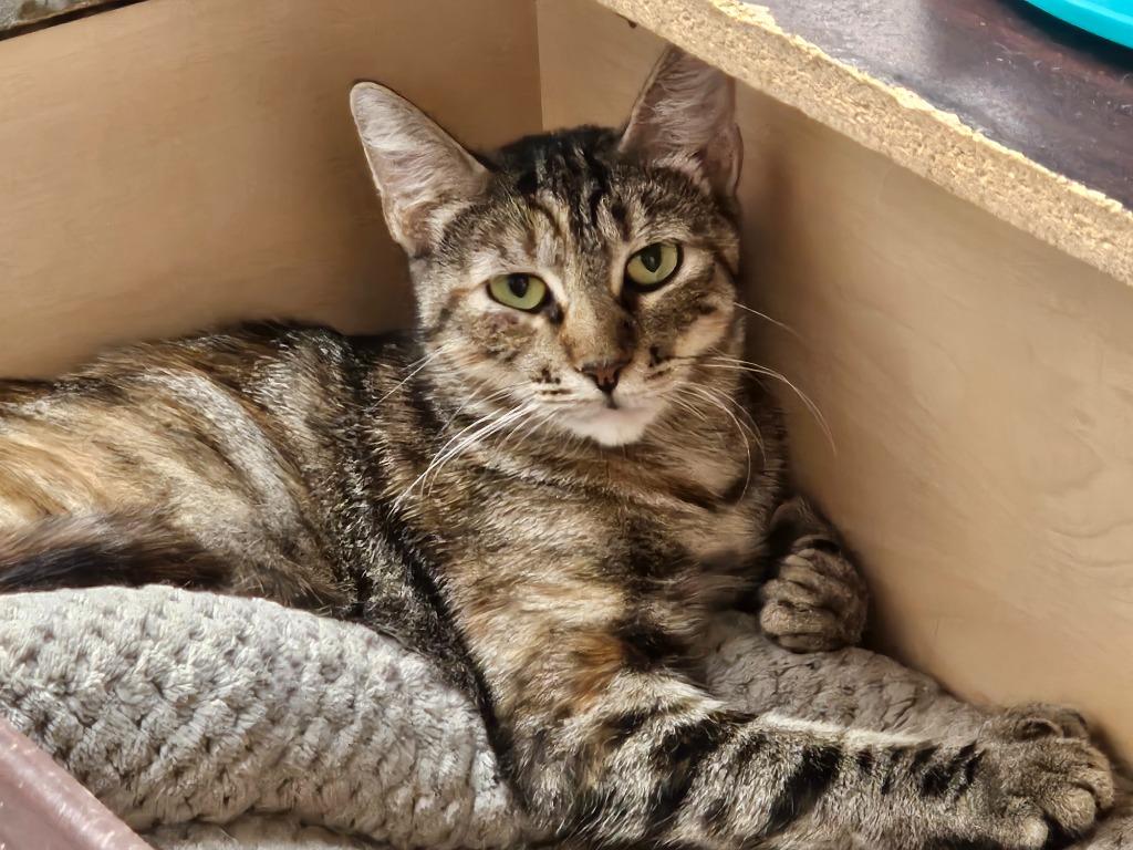Enlarge Betsy, a Adoptable Torbie in Grand Junction, CO image 2/3