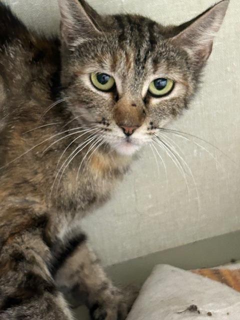 Enlarge Betsy, a Adoptable Torbie in Grand Junction, CO image 3/3