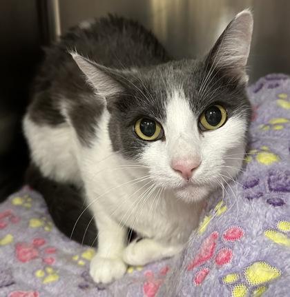 Grayson, Adoptable, Adult Male Domestic Short Hair & Domestic Short Hair.