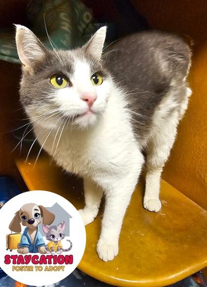 Grayson, a Adoptable Domestic Short Hair in Phoenix, AZ image 2/2