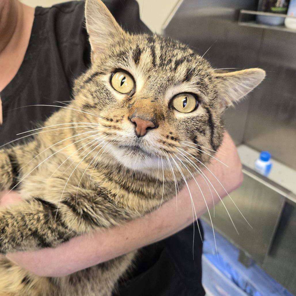 Enlarge Melvin 26-076, a Adoptable Domestic Short Hair in Tawas City, MI image 1/1