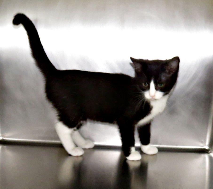 Enlarge Christy, a Adopted mixed breed in Lexington, VA image 2/2