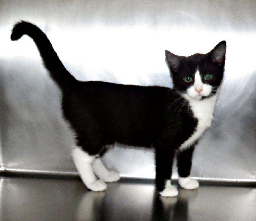 Christy, Adopted, Kitten Female Domestic Short Hair.