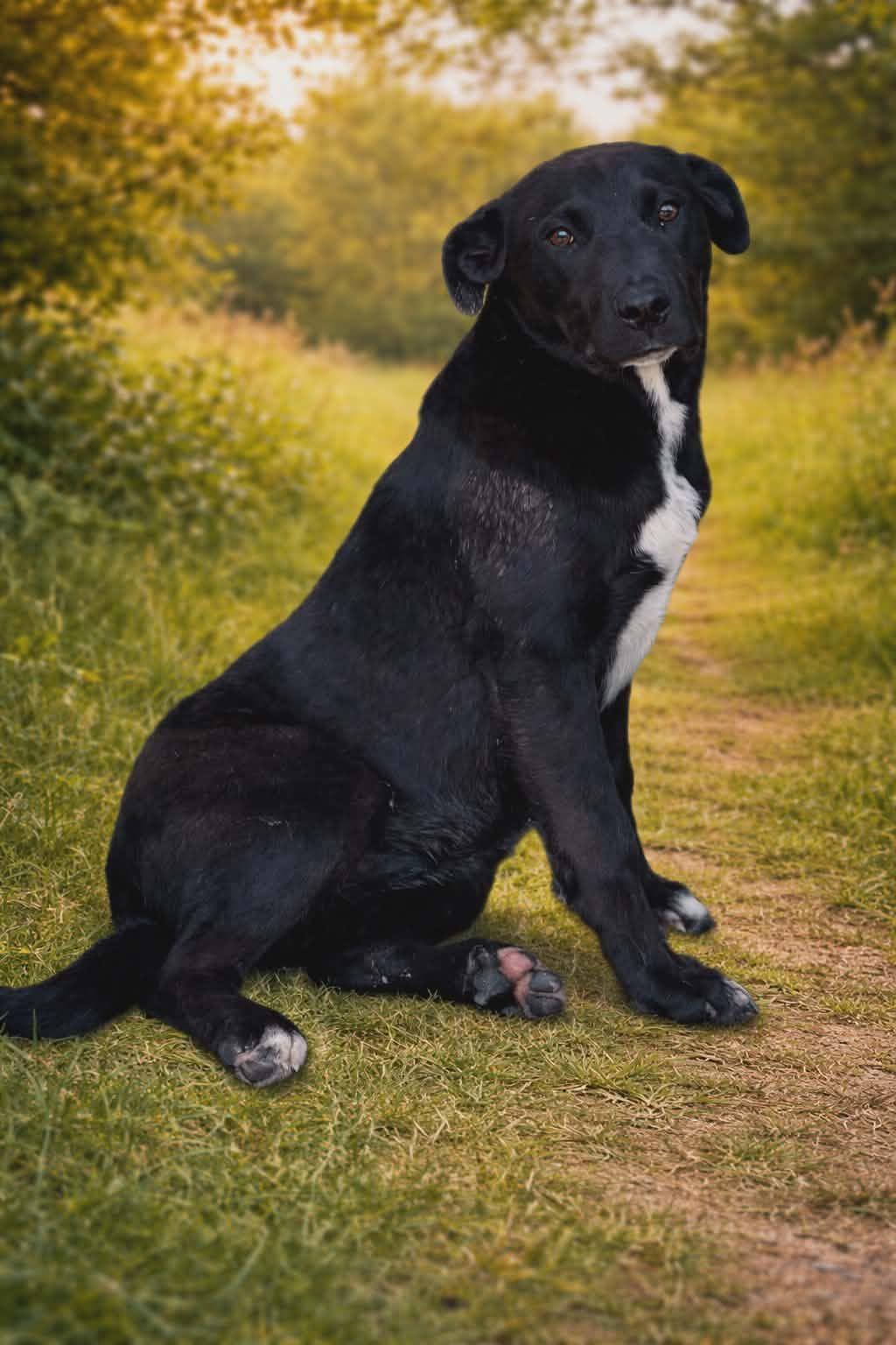 Harley, adoptable, Young Male Catahoula Leopard Dog & Australian Cattle Dog / Blue Heeler.