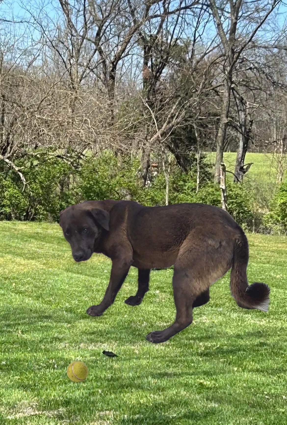 Enlarge Harvey, an adoptable mixed breed in Harrodsburg, KY image 2/2