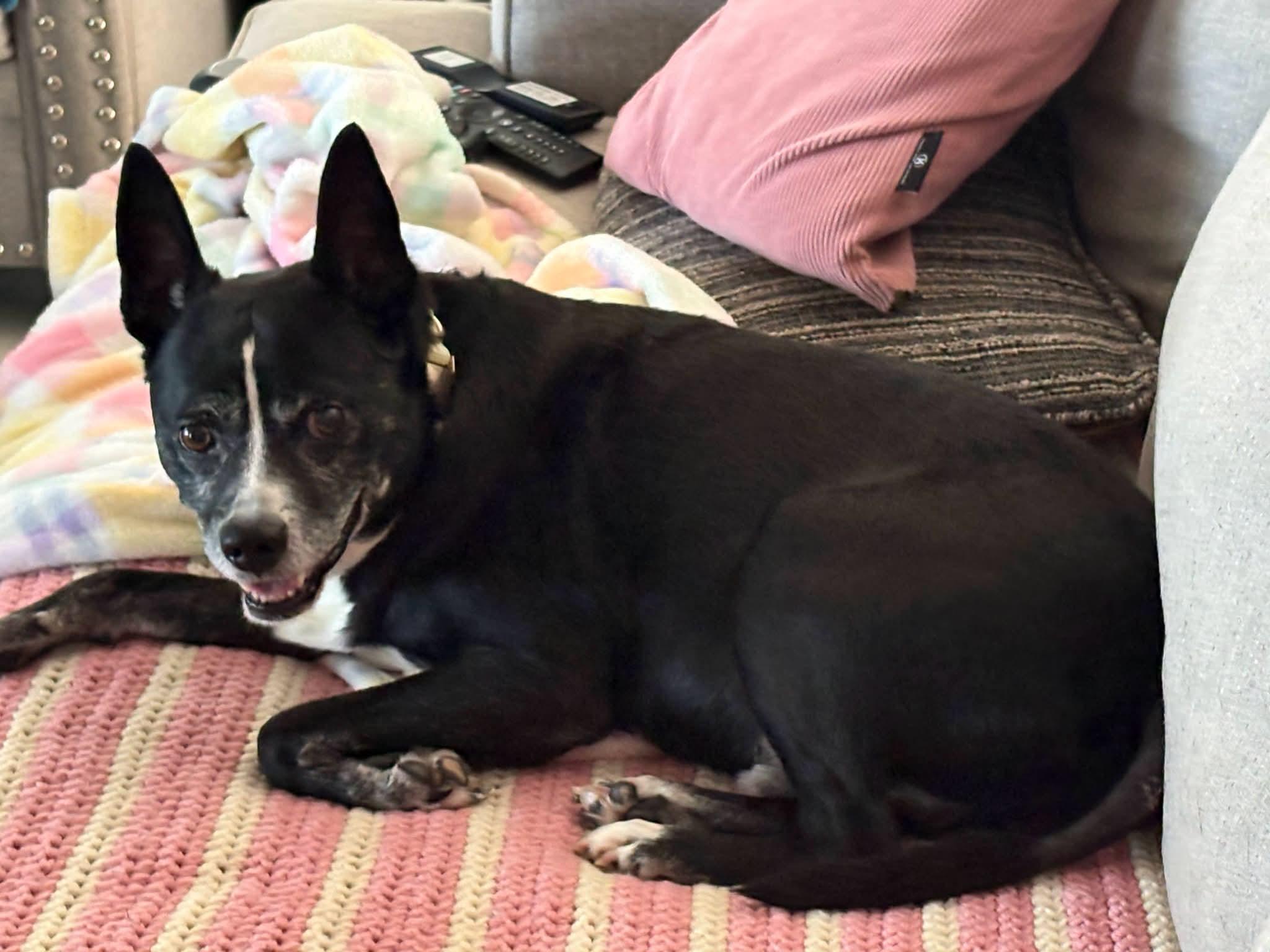 Enlarge Brandon, a Adoptable mixed breed in Lancaster, SC image 2/4