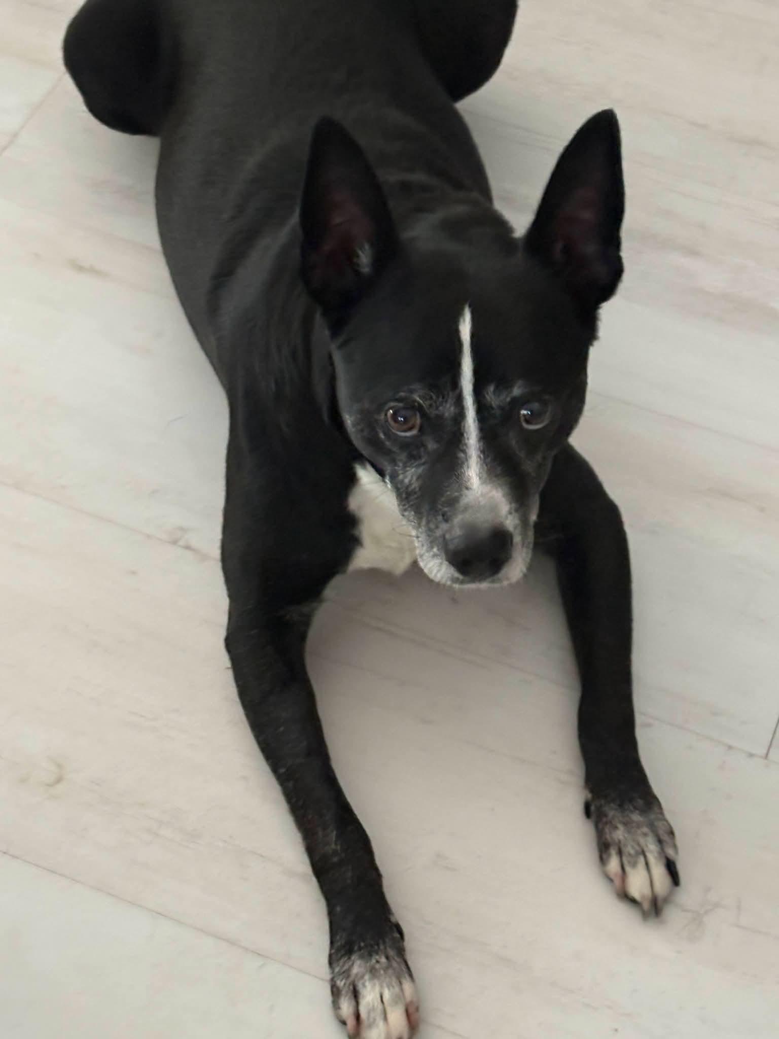 Brandon, Adoptable, Adult Male Mixed Breed.
