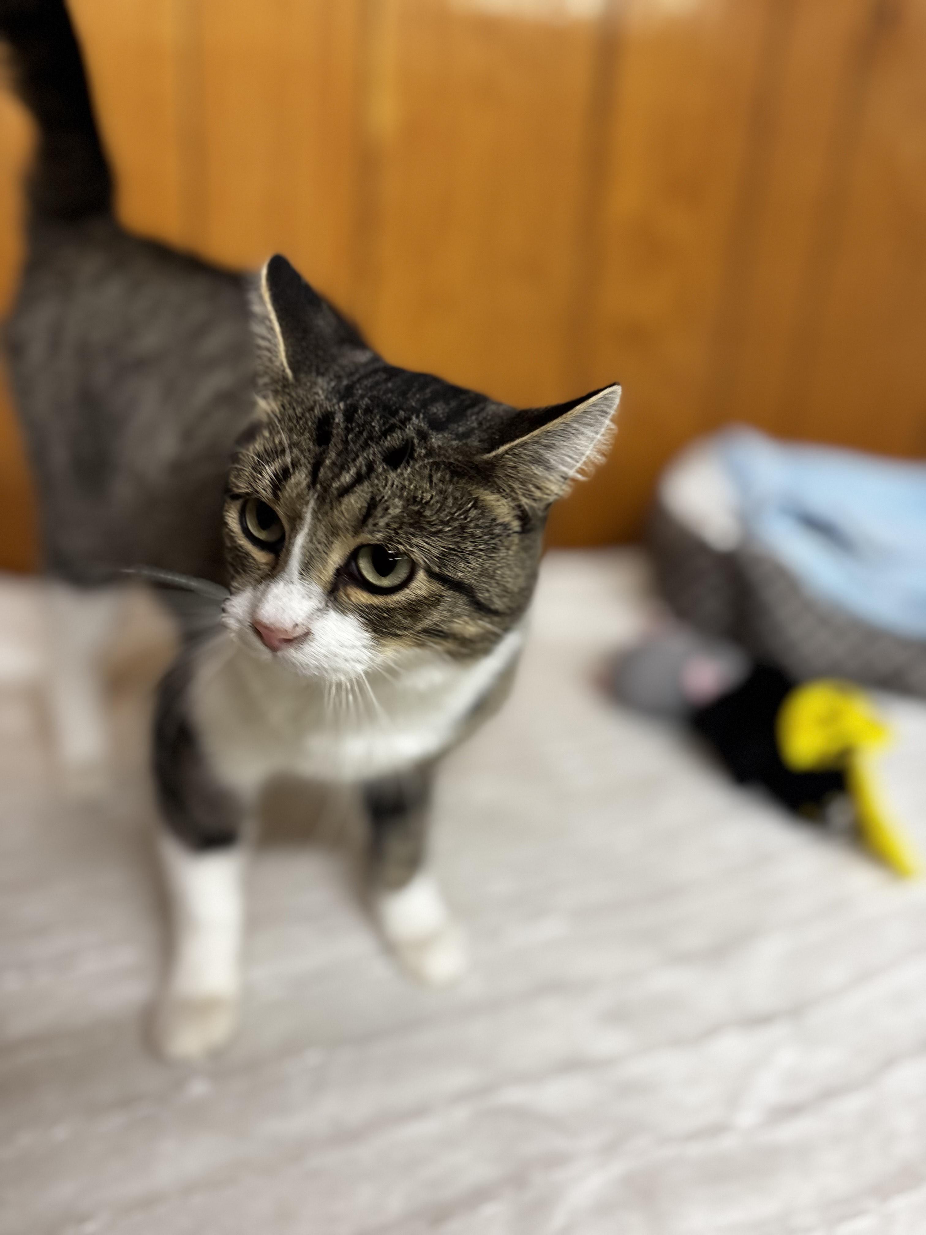 Baby, a Adoptable Domestic Short Hair in Fort Madison, IA image 1/5