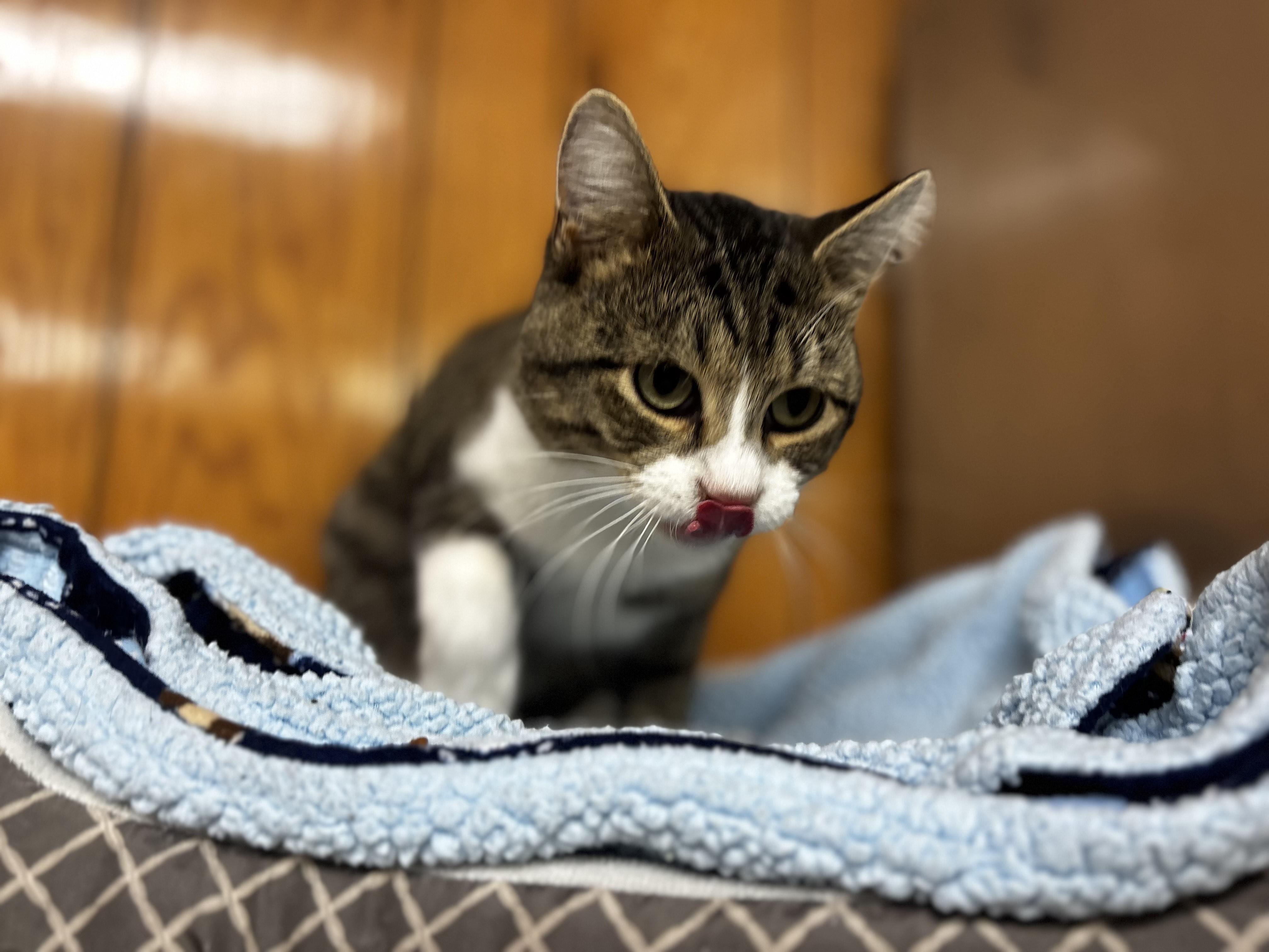 Baby, a Adoptable Domestic Short Hair in Fort Madison, IA image 2/5