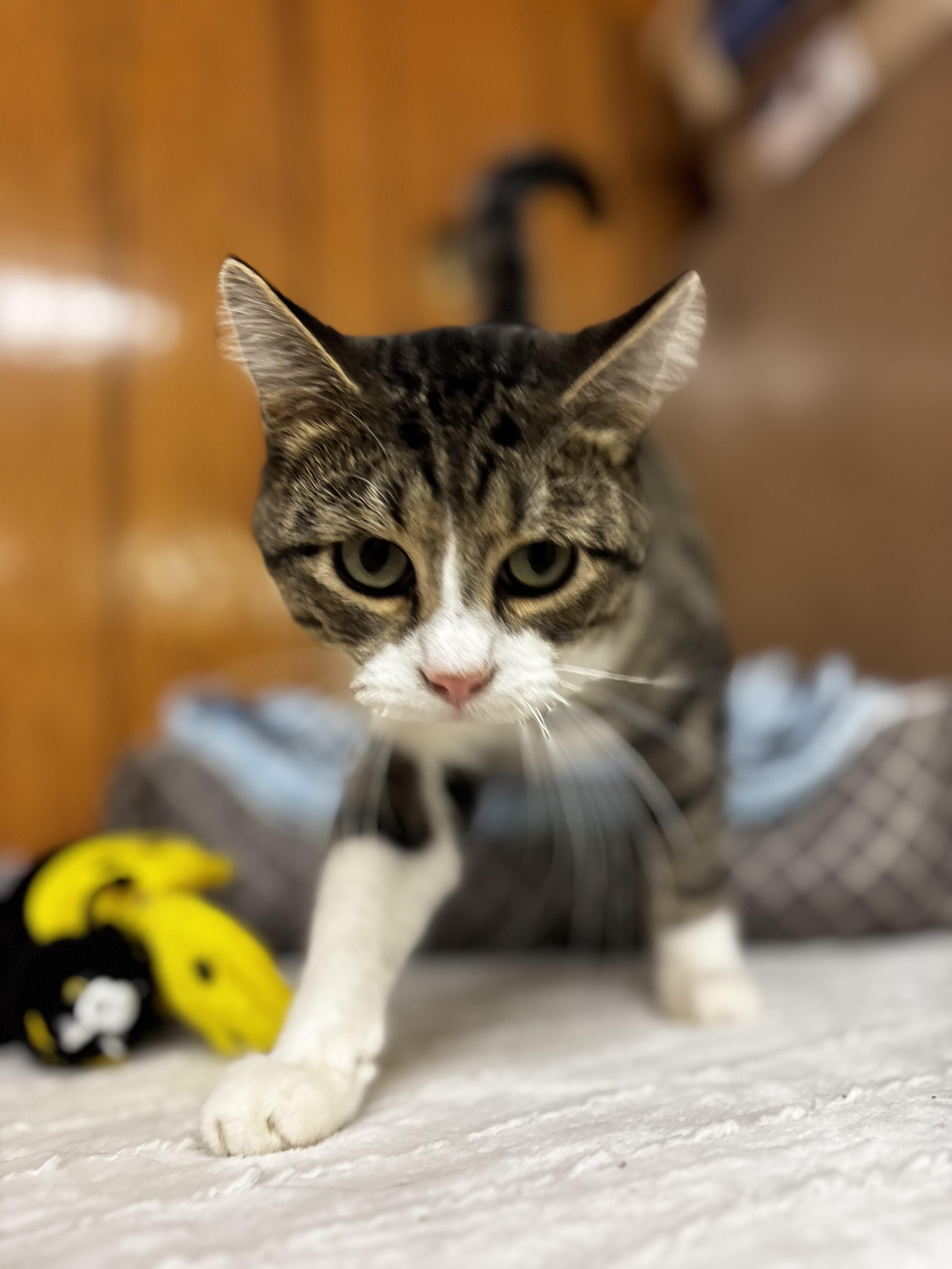 Baby, a Adoptable Domestic Short Hair in Fort Madison, IA image 3/5
