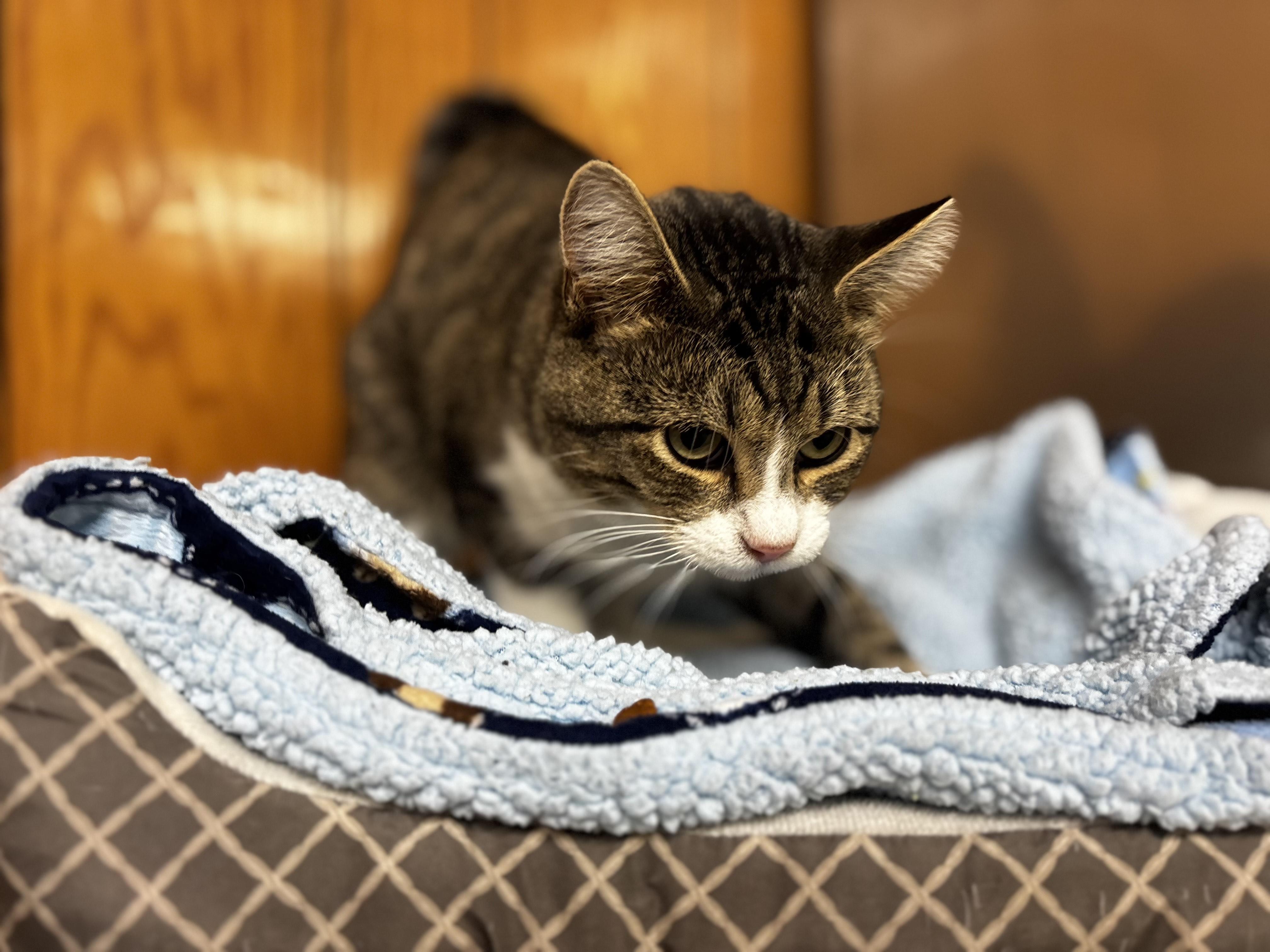Baby, a Adoptable Domestic Short Hair in Fort Madison, IA image 4/5