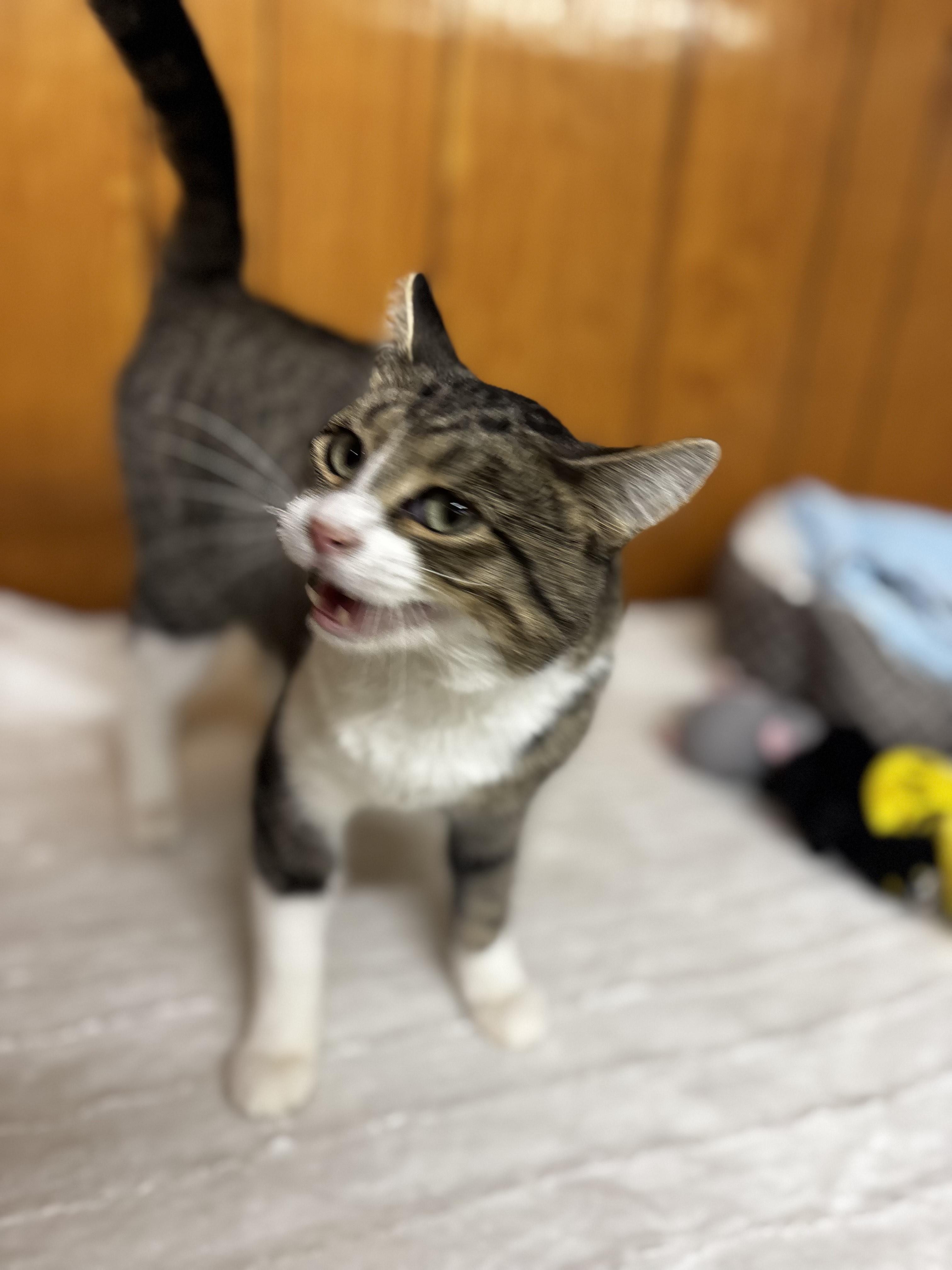 Baby, a Adoptable Domestic Short Hair in Fort Madison, IA image 5/5