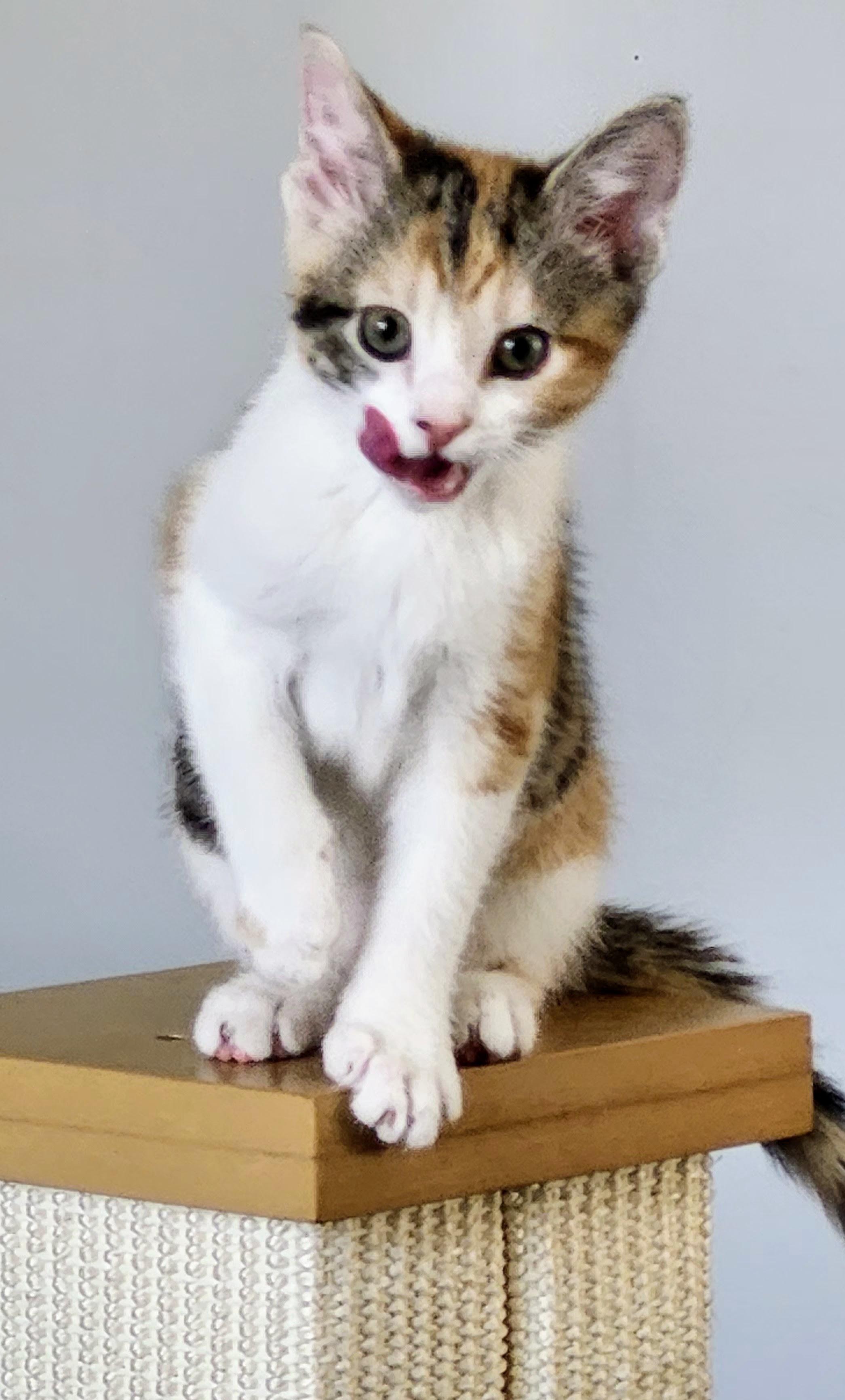 Mirette, a ADOPTABLE Domestic Short Hair in Chicago, IL image 2/4