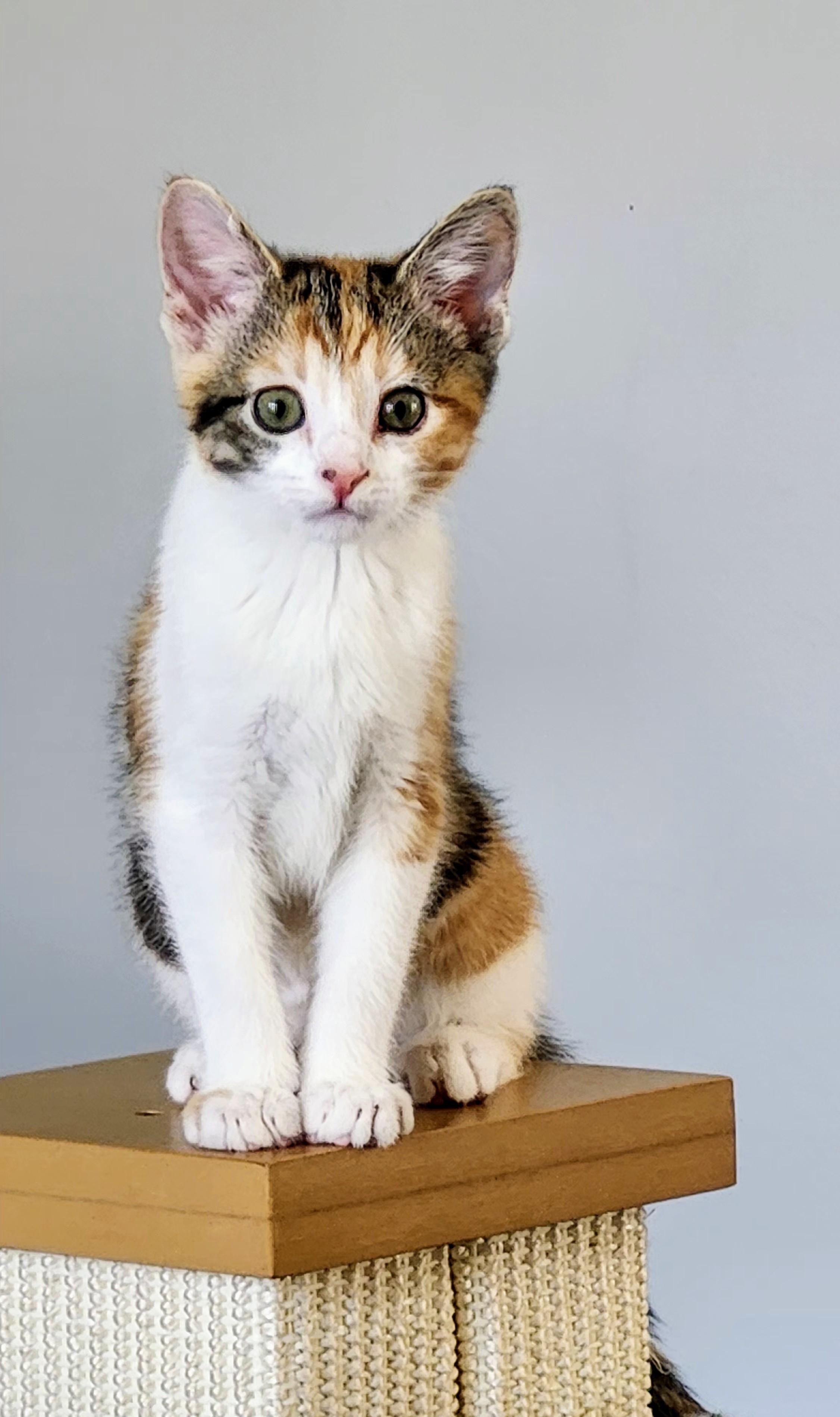 Mirette, a ADOPTABLE Domestic Short Hair in Chicago, IL image 1/4