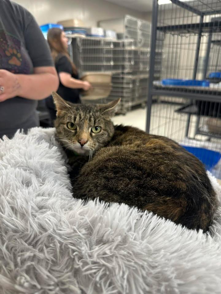 Pippy, Adoptable, Adult Female Domestic Short Hair.